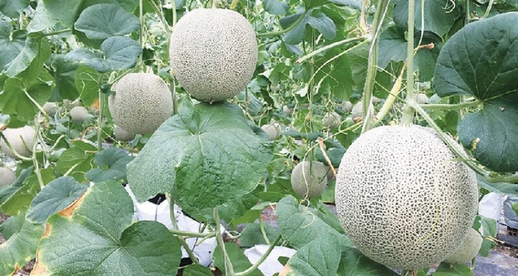 Tổng quan về cây dưa lưới